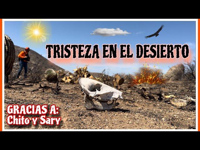 LOS INCENDIOS ACABARON CON MUCHOS ANIMALITOS (parte De La Vida)