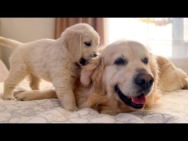 What does a Puppy do when a Golden Retriever ignores him