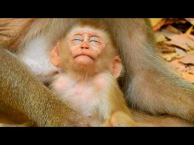 OMG! What happen and problem on the eyes of baby monkey Lily