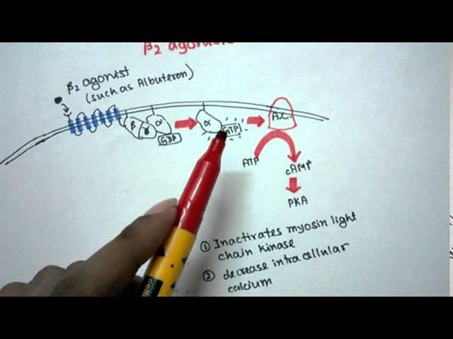 Mechanism of action of Beta 2 agonist