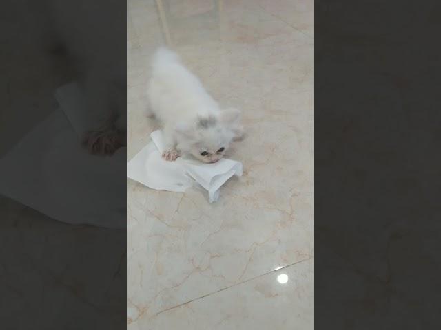 Kucing mengalami kejang-kejang sampai"pup dan pipis