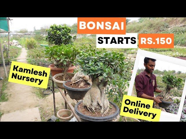 Bonsai collection at Kamlesh Nursery with online Delivery | Ficus Bonsai