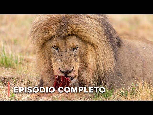 Predador vs. Presa na Savana da África | Ícones da Vida Silvestre 105