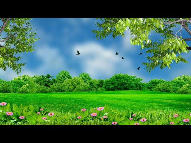 Nature background video effect || landscape background hd