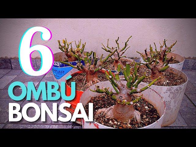 El Ombú sirve para bonsai? | Bonsai de Ombú