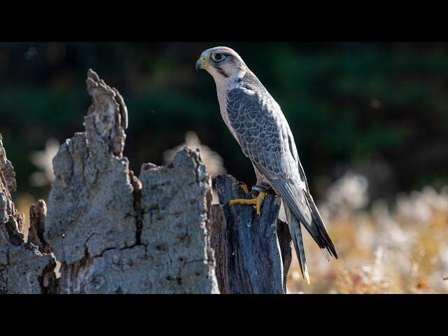 Lanner Falcon call / sounds / Vocals