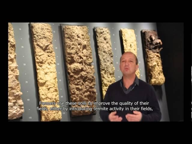 Termite soil (explained)