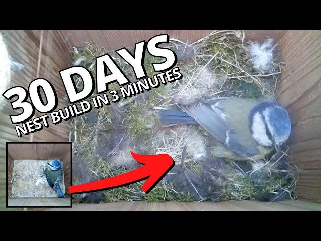 30-day Nest Build in 3 Minutes