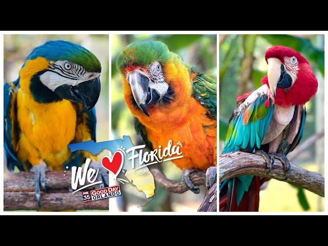 Patty’s Parrot Palace: What to see at Florida's largest bird sanctuary