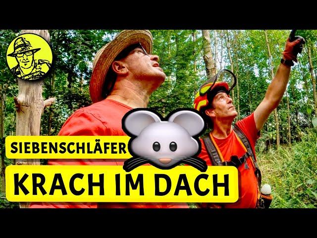 Siebenschläfer: Krach im Dachboden