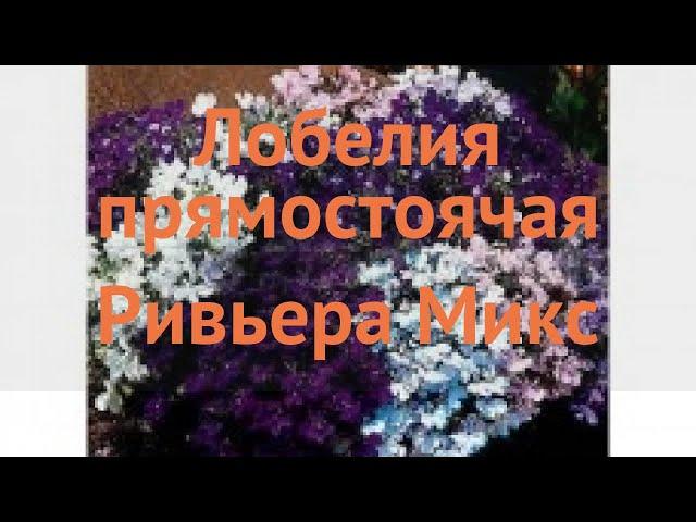 Лобелия прямостоячая Микс  прямостоячая лобелия Микс обзор: как сажать, семена лобелии Микс