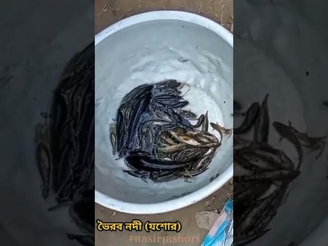 Deshi fish,,,, || #shorts #youtubeshorts #nasirjashori