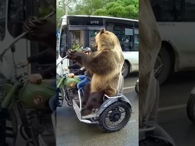 Медведь сигналит водителям