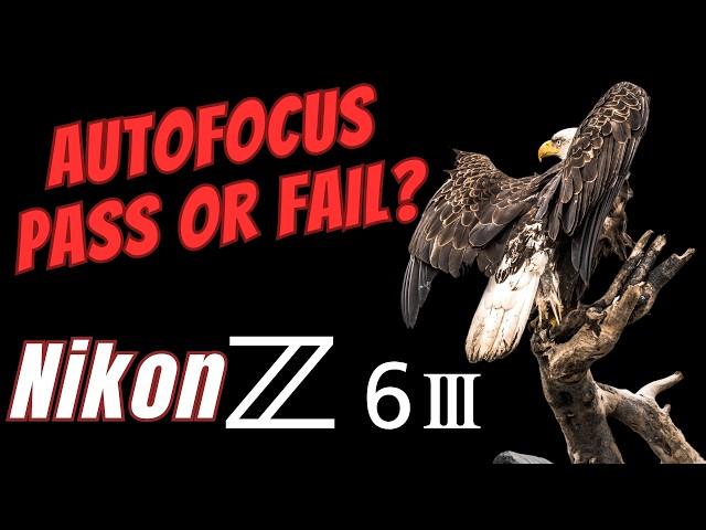Nikon Z6 III - BIF Autofocus Pass or Fail?  Field Tested vs Z9 Animal and Bird Modes