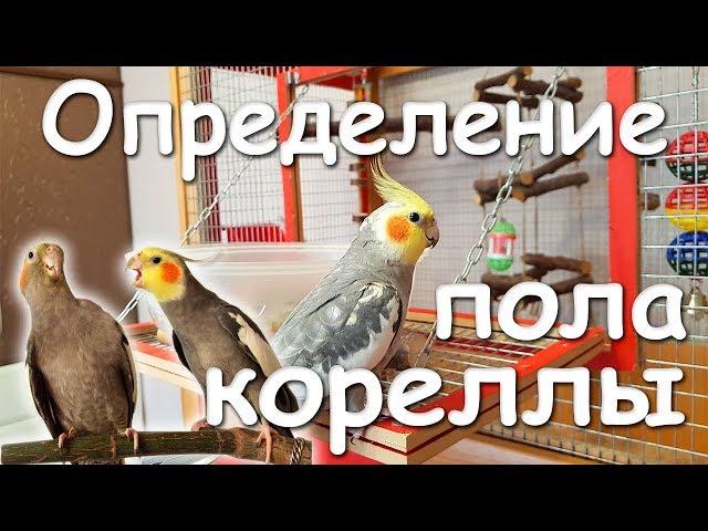 КАК ОПРЕДЕЛИТЬ ПОЛ ПОПУГАЯ КОРЕЛЛЫ-НИМФЫ. Самец или самка? | Рокки Life