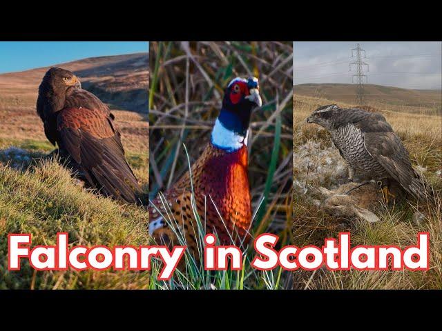 Goshawk hunting Pheasants along side the Pointer! Goshawk and Harris Hawks Hunting Prey