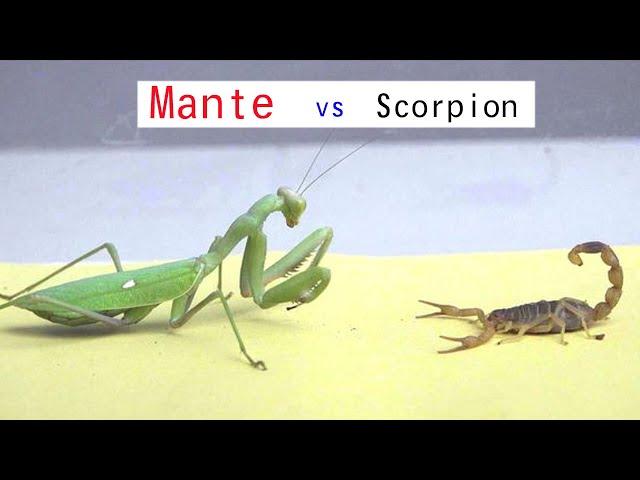 Que se passe t il lorsqu'une mante religieuse rencontre un scorpion