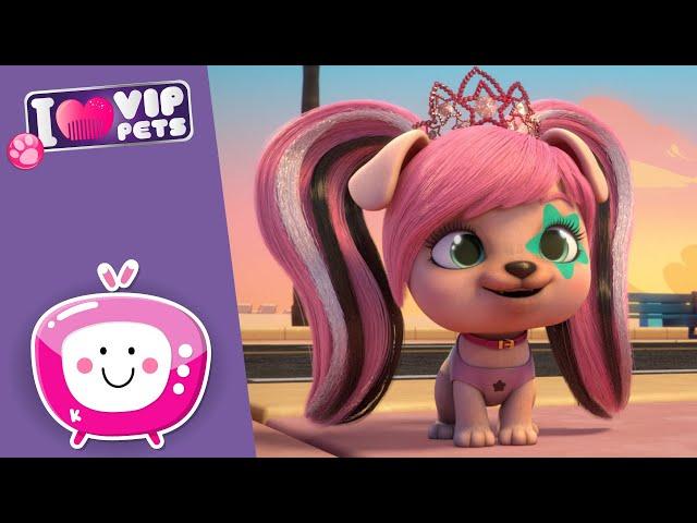  DJ GWEN  VIP PETS  New Episode  Cartoons for KIDS in ENGLISH