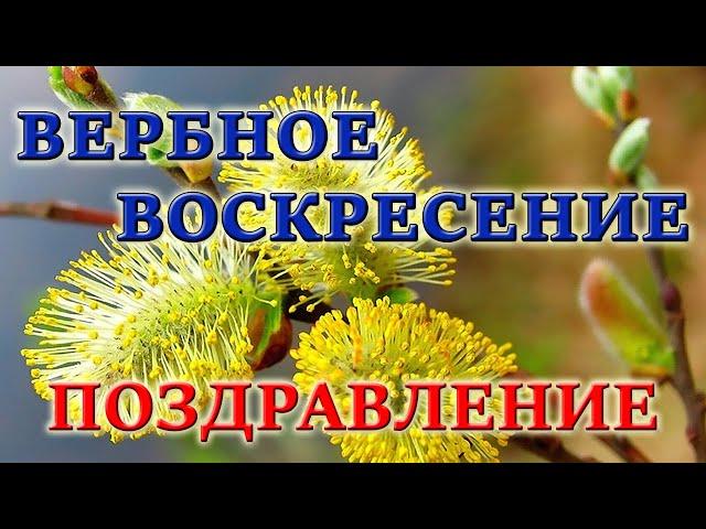 ОЧЕНЬ КРАСИВОЕ ПОЗДРАВЛЕНИЕ! ВЕРБНОЕ ВОСКРЕСЕНЬЕ. 2021. Торжественный въезд Иисуса. МСЦ ЕХБ.