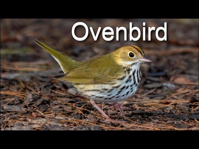 Ovenbird - A Bird You Should Know