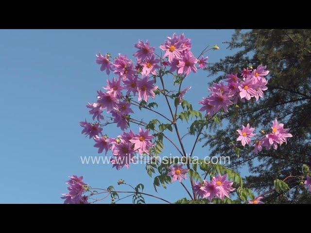 Dahlia imperialis at wildfilmsindia : Giant 20 foot tall Dahlias from Mexico grow in our gardens