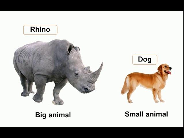 18 Big, Small Animals