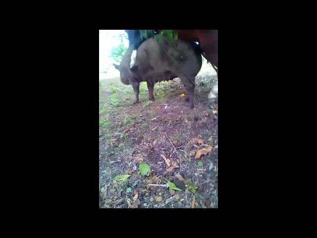 horse mating pig