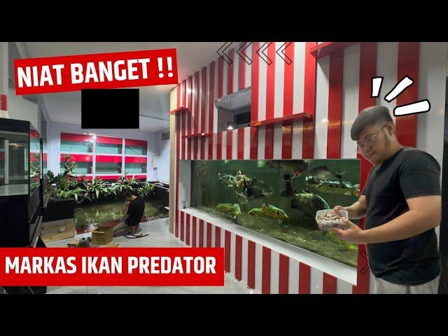 DAILY ROUTINE AT JAMM'S NEW HEADQUARTERS VLOG IN MAINTENANCE OF MONSTER AND UNIQUE PREDATOR FISH