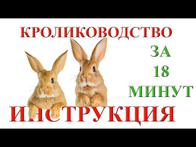 Кролики от "а" до "я". С чего начать разведение кроликов (кролиководство). Пошаговая инструкция.