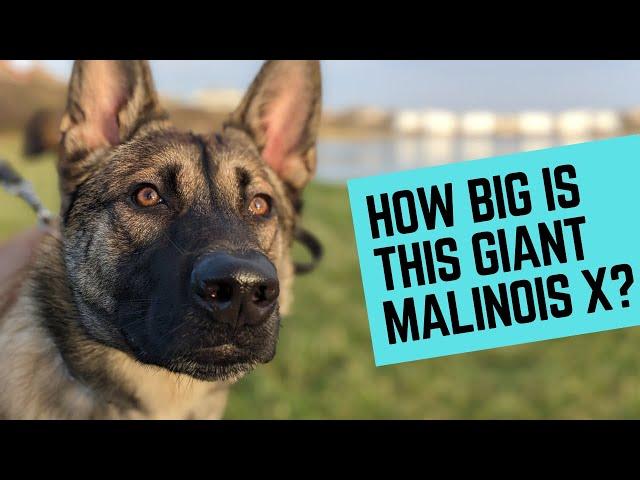Introducing Shadow the giant Belgian Malinois X....that's only 7 months old!