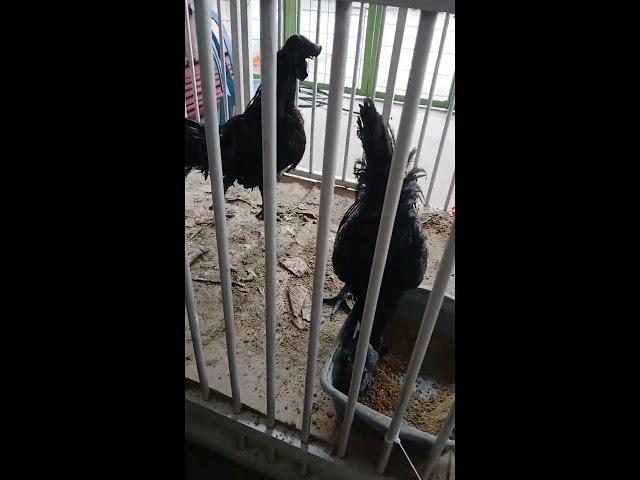 Ayam Cemani ayam serba hitam #ayamcemani #ayamhitam #shorts