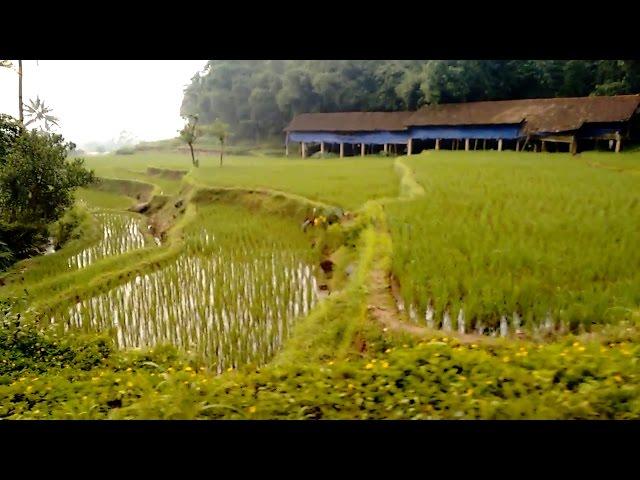 Fields of Rice - An Indonesian Dream Land