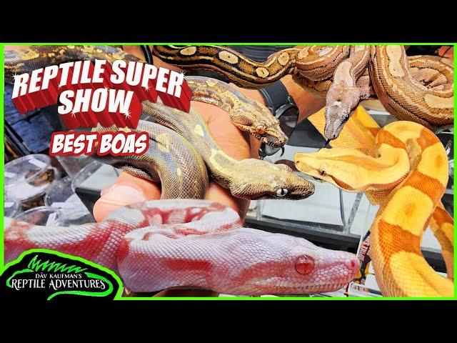 BEST BOAS AT THE POMONA REPTILE SUPER SHOW! (June, 2024)