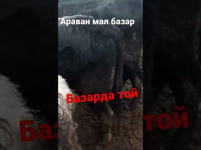 Араван мал базар