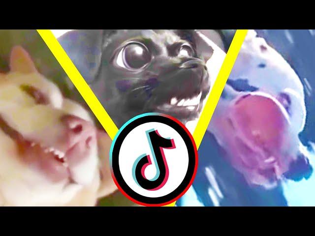 tiktok pets doing funny things: The Compilation