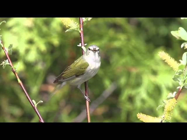 Tennessee Warbler