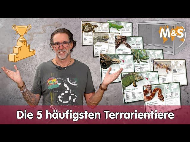 Die 5 häufigsten Terrarientiere 