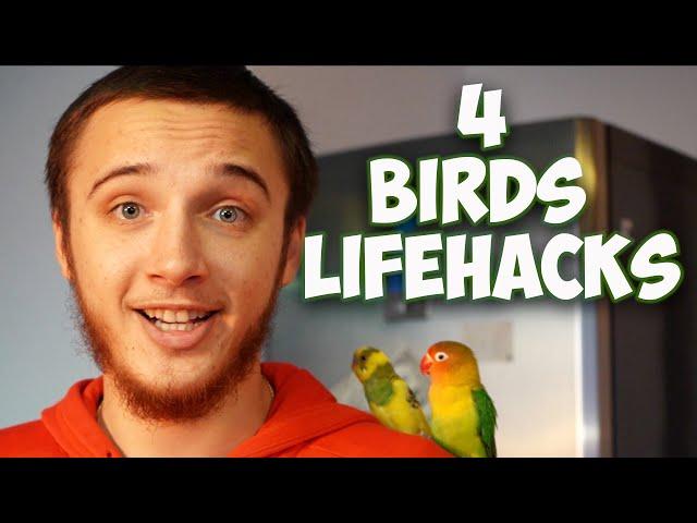 4 Useful LifeHacks for Your Lovebird! (or any bird)