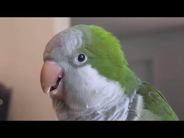 Quaker parrot talking to much