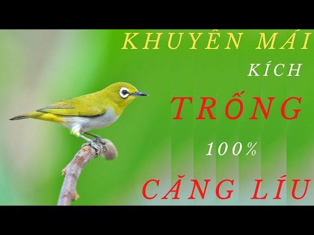 KHUYÊN MÁI CHÚA KÍCH TRỐNG NHANH LÍU SUNG NHẤT 2020 - khuyên mai ,khuyên mai kich trông