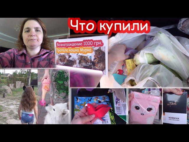 VLOG Ищем Мурку. Надежды всё меньше. Но я не сдаюсь