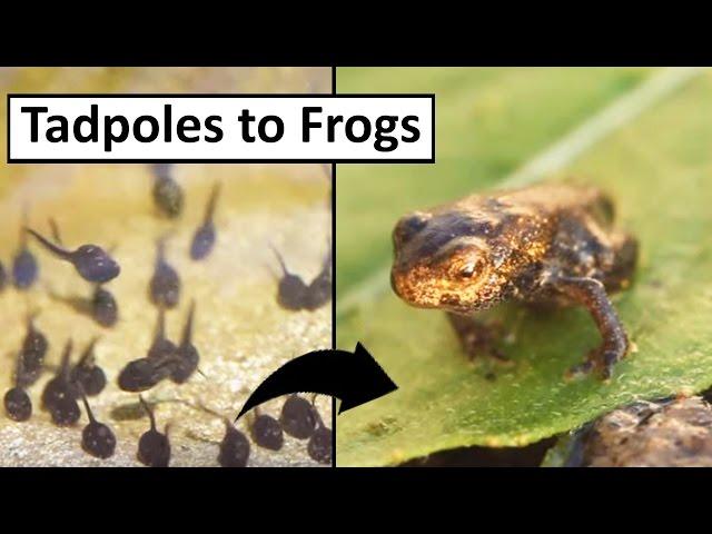 Tadpoles to Frogs