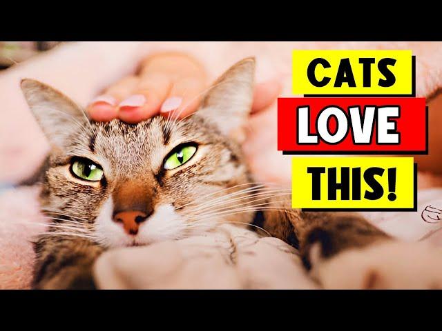 10 Things Cats LOVE Most About Their Owners — Number 7 Will Surprise You!