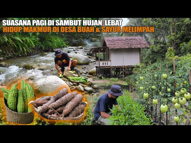 HIDUP MAKMUR DI PEDESAAN TENGAH KEBUN, BANGUN PAGI DI SAMBUT HUJAN LEBAT MENIKMATI SINGKONG & PARE