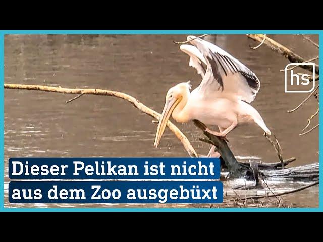 Woher kommt der rosa Pelikan in Frankfurt und überlebt er den Winter? | hessenschau