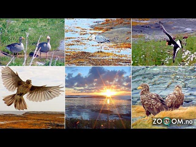 The best moments from the Bird Island in Norway