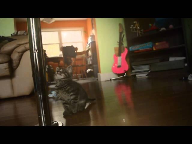 Adorable Kitten Poledancing (Music by JonBob)