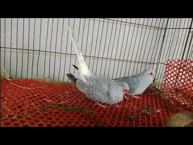 Diamond DOVE Bird Cooing