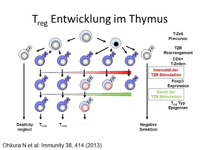 Treg Teil 1