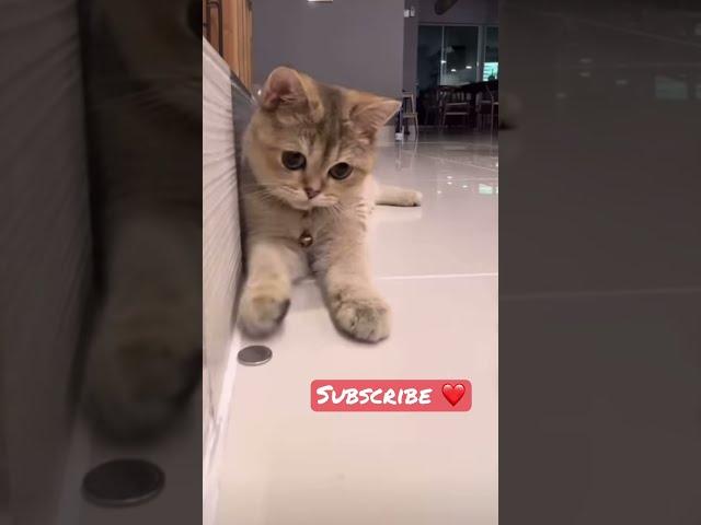 anak kucing meong meong || kitten meowing #shorts #short #meow #cats